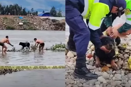 Rottweiler salv� de morir ahogado en r�o Mantaro.