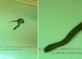 SJL: Pasajeros entran en p�nico tras ver una serpiente en tren del Metro de Lima