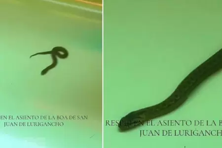 Serpiente en tren del Metro de Lima