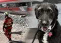 Tragedia ferroviaria en Espa�a: Encuentran a 'Boro', perrito que se hab�a perdido tras accidente de tren