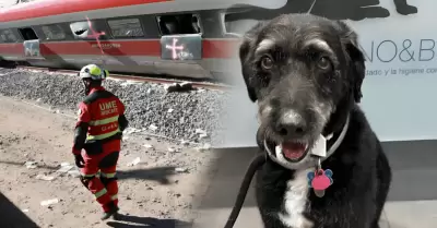 Encuentran a 'Boro', perrito que se hab�a perdido tras accidente de tren