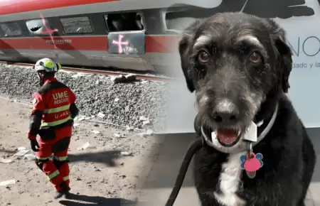 Encuentran a 'Boro', perrito que se hab�a perdido tras accidente de tren