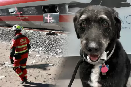 Encuentran a 'Boro', perrito que se hab�a perdido tras accidente de tren