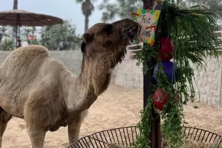 Fallece dromedario�del Parque de las Leyendas