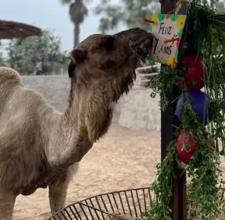 Fallece dromedario�del Parque de las Leyendas