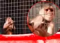 Monito vive enjaulado en plena v�a p�blica: Familia en Carabayllo tiene al animal en p�simas condiciones