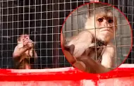 Monito vive enjaulado en plena vía pública: Familia en Carabayllo tiene al animal en pésimas condiciones