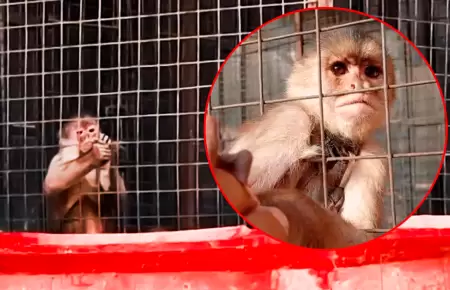 Carabayllo: Familia tiene un mono enjaulado en plena v�a p�blica