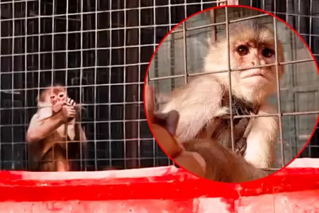 Carabayllo: Familia tiene un mono enjaulado en plena v�a p�blica