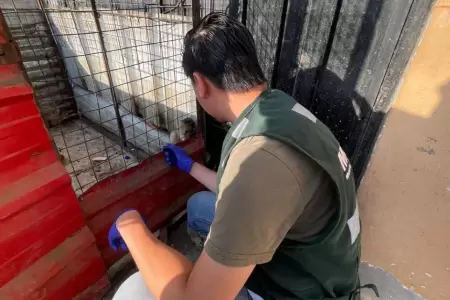 Serfor rescata a mono en cautiverio en Carabayllo