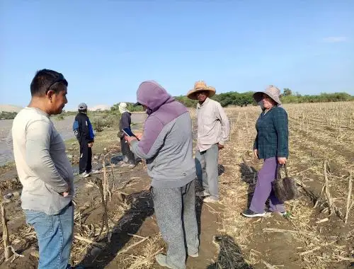 Agricultores preocupados por riesgo de p�rdida de cultivos en Pisco.