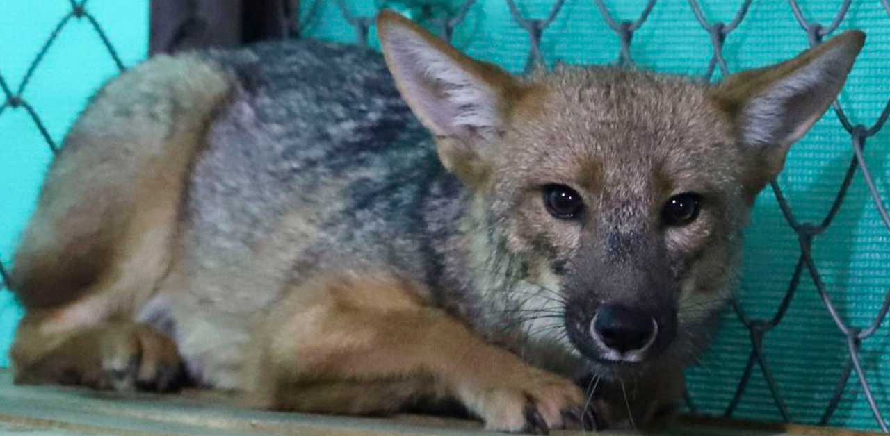 Cajamarca: Zorrito Run Run se convirtió en padre de cuatro crías a cuatro años de ser rescatado en Comas