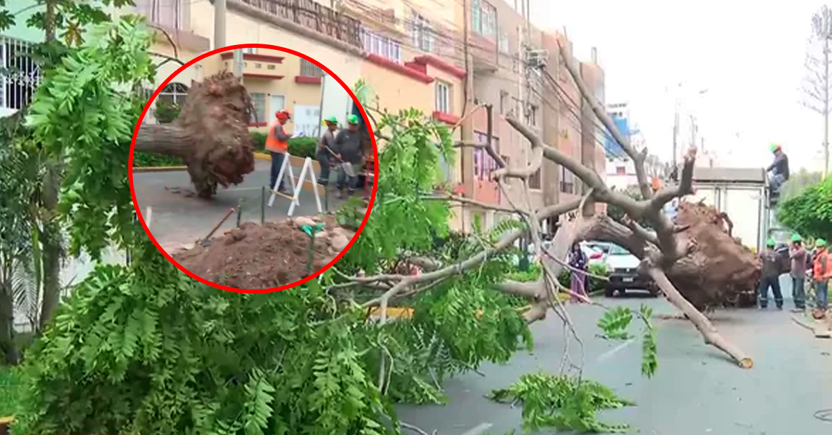Plantan árbol, rompen tubería y dejan a Jesús María sin agua ni paso vehicular