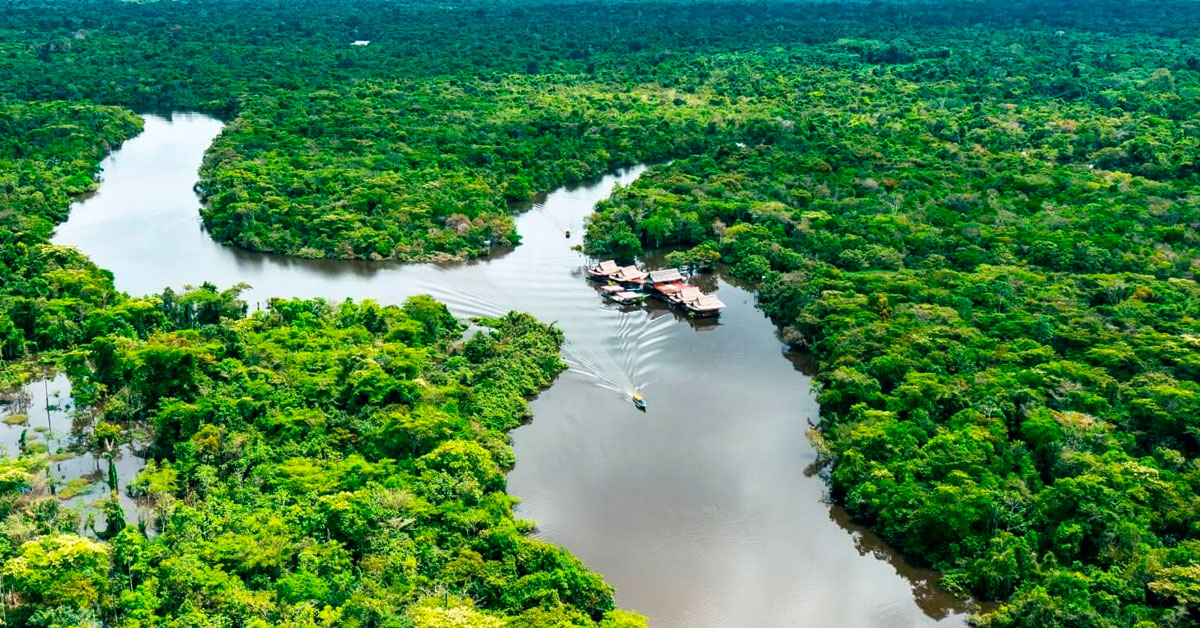 Descubren en la Amazonía de Perú una PLANTA de la era de los dinosaurios ¿De qué se trata?