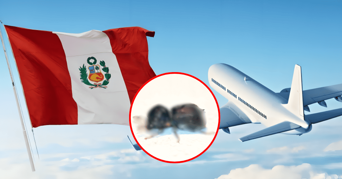 ALERTA en Perú tras ingreso de peligroso insecto proveniente de la India: SENASA declaró emergencia fitosanitaria