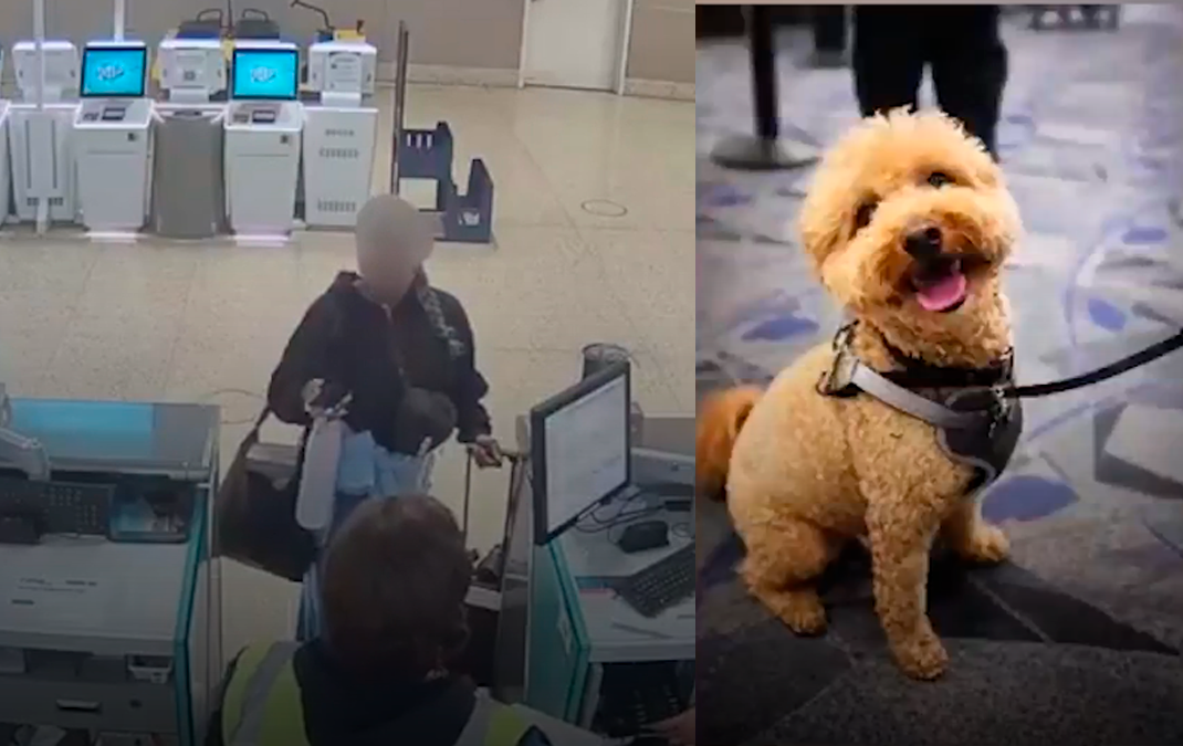 ¡Indignante abandono en Las Vegas! Mujer deja a su perro en aeropuerto tras negarle vuelo por falta de documentación
