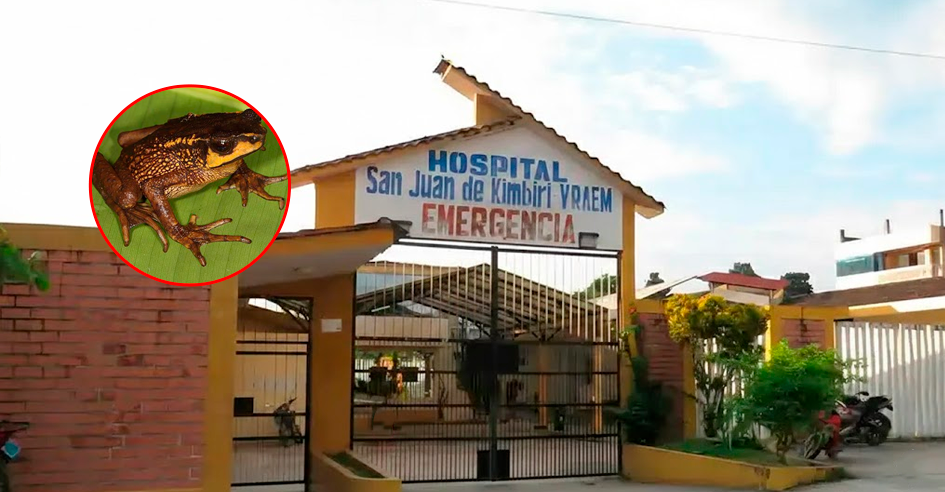 Tragedia en Cusco: Dos menores mueren tras consumir carne de sapo en comunidad nativa