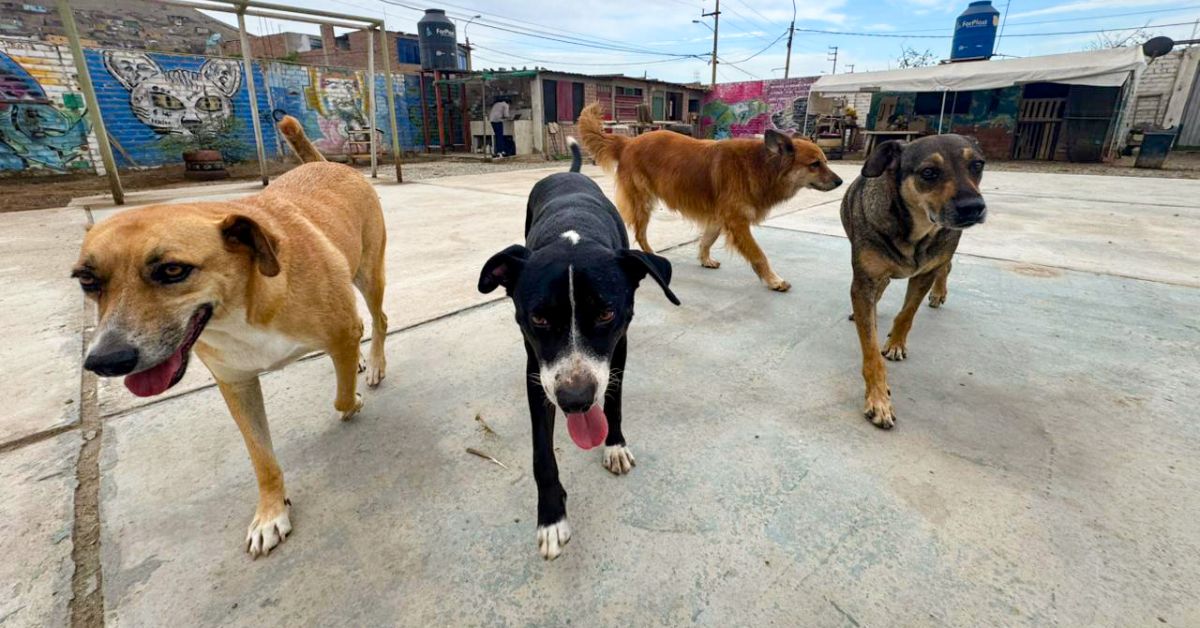 ATU informa sobre perros retirados en terminal Naranjal: Se encuentran en albergue de Ancón