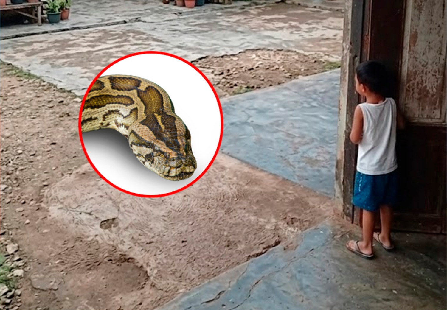 ¡Serpiente casi ataca a niño!: Atrapan a boa de 2 metros segundos antes de una tragedia en Iquitos