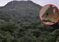 Gran hallazgo en el Per�: Confirman nueva especie de roedor andino en �rea protegida de Cajamarca