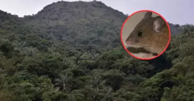 Hallan nueva especie de roedor en Cajamarca.
