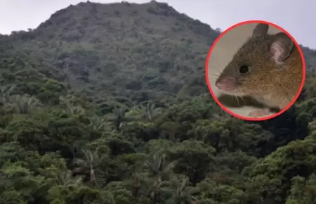 Hallan nueva especie de roedor en Cajamarca.