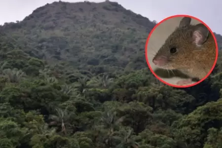 Hallan nueva especie de roedor en Cajamarca.