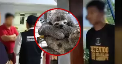 Dos detenidos durante allanamiento por tr�fico de animales silvestres