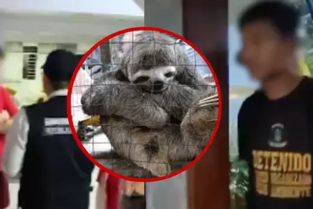 Dos detenidos durante allanamiento por tr�fico de animales silvestres