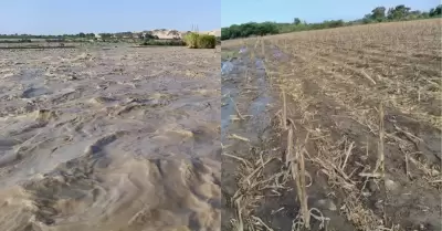 Ica: Desborde del r�o Pisco inunda m�s de 10 hect�reas de cultivos.