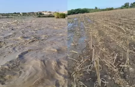 Ica: Desborde del r�o Pisco inunda m�s de 10 hect�reas de cultivos.