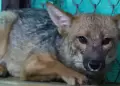 Cajamarca: Zorrito Run Run se convirti� en padre de cuatro cr�as a cuatro a�os de ser rescatado en Comas
