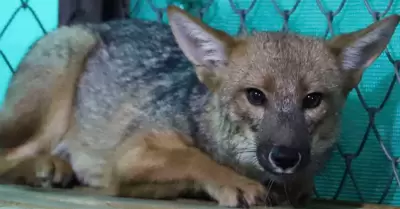 Zorrito Run Run se convirti� en padre en Cajamarca.