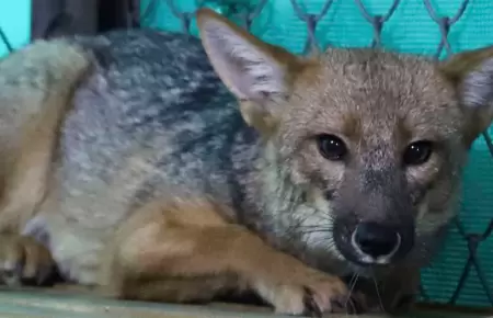 Zorrito Run Run se convirti� en padre en Cajamarca.