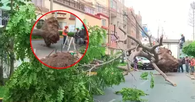 Cedro de gran tama�o termin� rompiendo tuber�a.