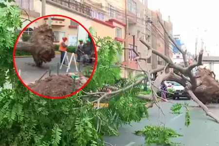 Cedro de gran tama�o termin� rompiendo tuber�a.