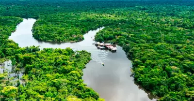 Nueva planta prehist�rica descubierta en la selva de Per�.