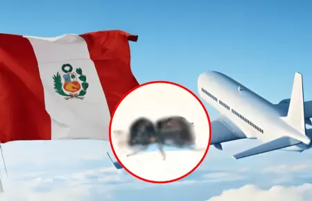 Alerta en Per� tras ingreso de peligroso insecto proveniente de la India