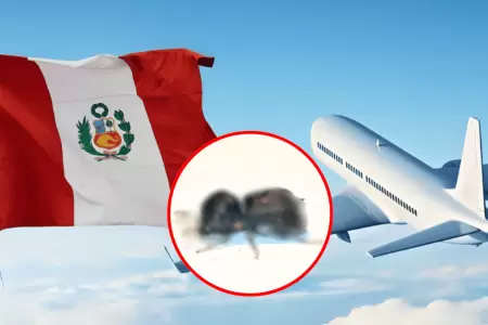 Alerta en Per� tras ingreso de peligroso insecto proveniente de la India