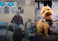 �Indignante abandono en Las Vegas! Mujer deja a su perro en aeropuerto tras negarle vuelo por falta de documentaci�n