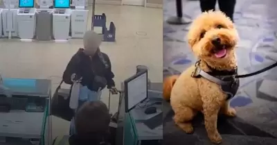 El perro fue atado a un medidor de equipaje cerca del mostrador de JetBlue en la