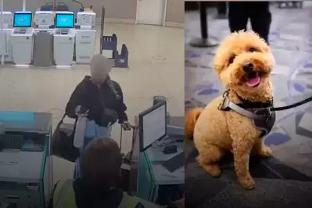 El perro fue atado a un medidor de equipaje cerca del mostrador de JetBlue en la