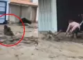 Alarma en Arequipa: Abuelita fue arrastrada por huaico tras rescatar a una ni�a en desborde de torrentera