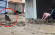 Alarma en Arequipa: Abuelita fue arrastrada por huaico tras rescatar a una ni�a en desborde de torrentera