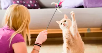 Presentan proyecto de ley para incentivar la tenencia responsable de mascotas.