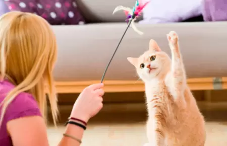 Presentan proyecto de ley para incentivar la tenencia responsable de mascotas.