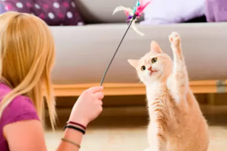 Presentan proyecto de ley para incentivar la tenencia responsable de mascotas.