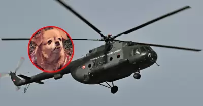Perrito sobrevive a la ca�da de helic�petero de la FAP en Arequipa