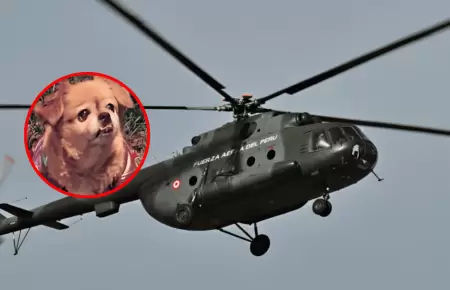 Perrito sobrevive a la ca�da de helic�petero de la FAP en Arequipa