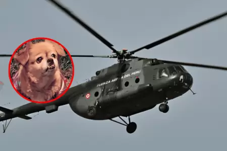 Perrito sobrevive a la ca�da de helic�petero de la FAP en Arequipa